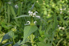 Lamium album