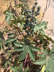 Ricinus communis