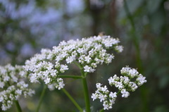 Valeriana officinalis