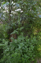 Valeriana officinalis