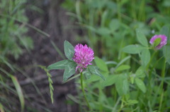 Trifolium pratense