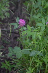 Trifolium pratense