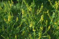 Melilotus officinalis