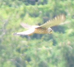 Falco tinnunculus
