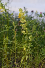 Rhinanthus