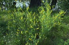 Melilotus officinalis