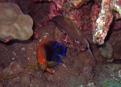 Centropyge potteri