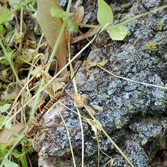 Megarhyssa greenei