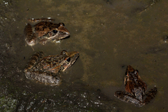 Ptychadena oxyrhynchus