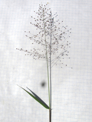 Dichanthelium sphaerocarpon