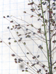 Dichanthelium sphaerocarpon