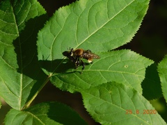 Laphria posticata