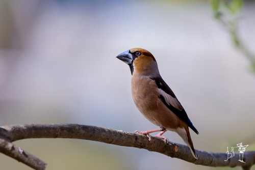 Picogordo común (Coccothraustes coccothraustes)