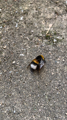 Bombus