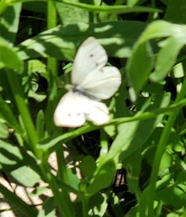 Pieris rapae