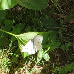 Pieris rapae
