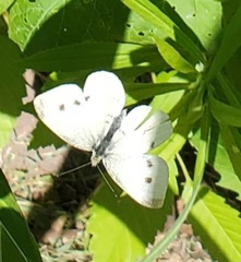 Pieris rapae