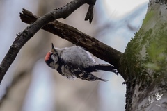 Dryobates minor minor