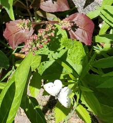 Pieris rapae