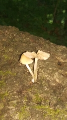 Candolleomyces candolleanus