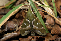 Nephele argentifera