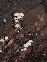 Mycena piringa