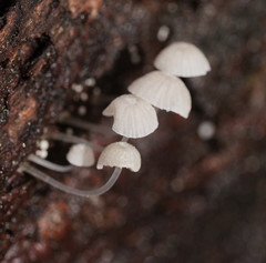 Mycena piringa