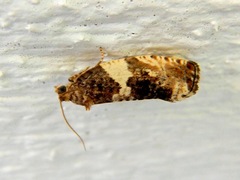 Pseudosciaphila duplex