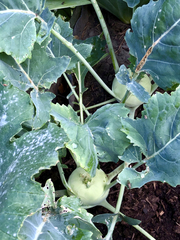 Brassica oleracea gongylodes