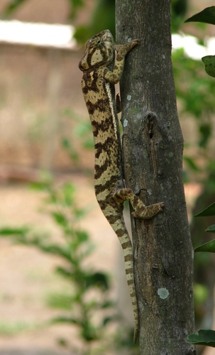 Chamaeleo gracilis etiennei