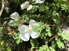 Rosa sericea morrisonensis