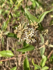 Buddleja pulchella