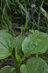 Plantago major