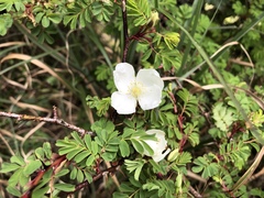 Rosa sericea morrisonensis