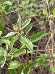 Buddleja pulchella