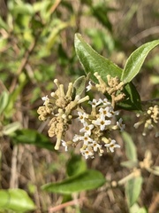 Buddleja pulchella