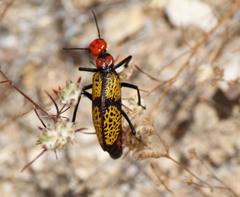 Tegrodera aloga
