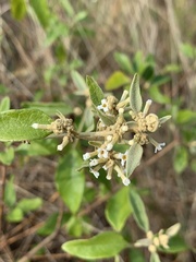 Buddleja pulchella