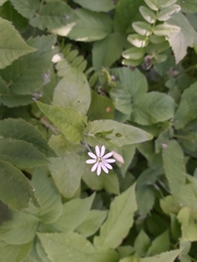 Stellaria nemorum
