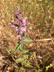 Stachys ajugoides