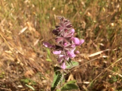 Stachys ajugoides
