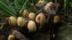 Candolleomyces candolleanus