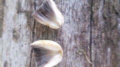 Candolleomyces candolleanus