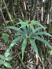 Paris polyphylla stenophylla