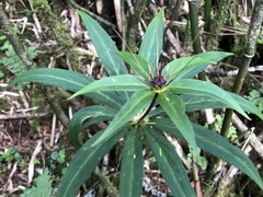 Paris polyphylla stenophylla