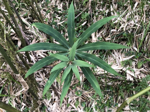 Paris lancifolia, photograph 4