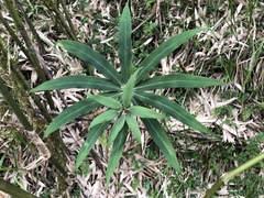 Paris polyphylla stenophylla