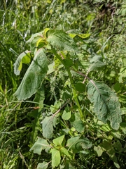 Impatiens pallida