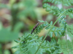 Acteniceromorphus spinosus