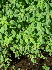 Impatiens pallida